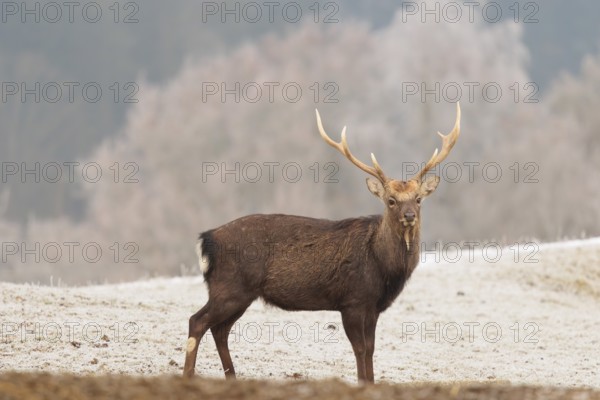 A Japanese sika deer stag (Cervus nippon nippon) stands on a meadow covered with hoarfrost in hilly terrain. A forest covered in hoarfrost can be seen in the background