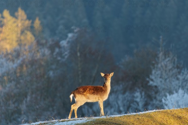 A Japanese sika deer hind (Cervus nippon nippon) stands on a meadow covered with hoarfrost in hilly terrain. A blue forest covered in hoar frost can be seen in the background