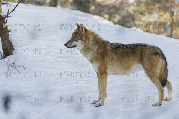 An adult female grey wolf (Canis lupus lupus) stands on a sloping, snow-covered meadow at the edge of a forest on a cold, sunny day
