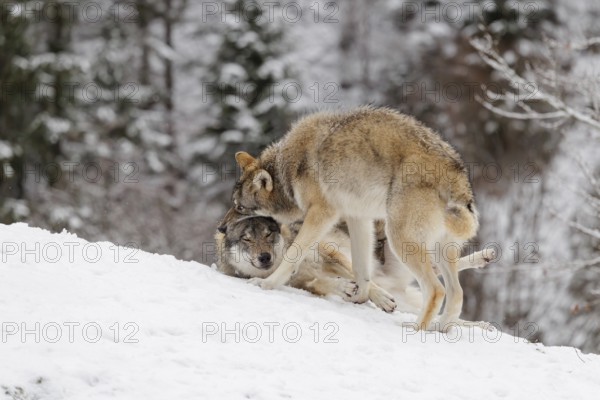 A young grey wolf (Canis lupus lupus) plays with its father on the sloping, snow-covered meadow on a cold, cloudy day