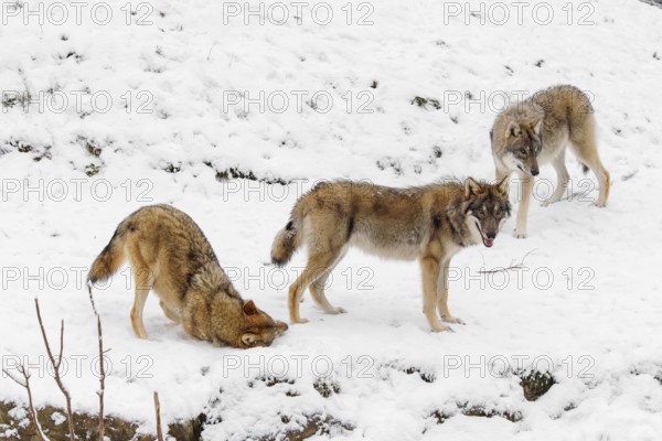 Two grey wolves (Canis lupus lupus) stand on a snow-covered meadow, a third wold is rolling on the snow