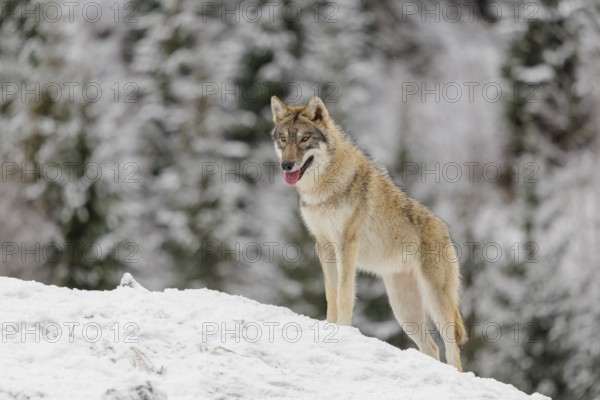 A young grey wolf (Canis lupus lupus) stands on a sloping, snow-covered meadow on a cold, cloudy day. A forest can be seen in the background