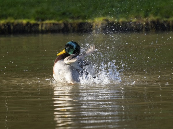 Mallard (Anas platyrhynchos), male duck bathing in a lake, Hesse, Germany, Europe