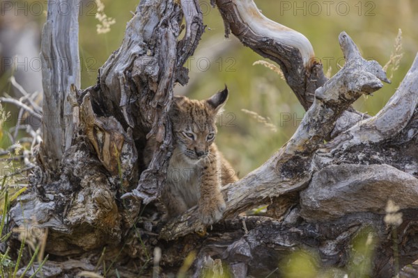 One young (10 weeks old) male Eurasian lynx, (Lynx lynx), stands between the roots of a rotten tree