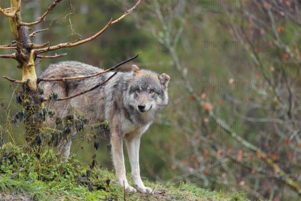 A male grey wolf (Canis lupus lupus) stands in a meadow behind a dead tree on a hill