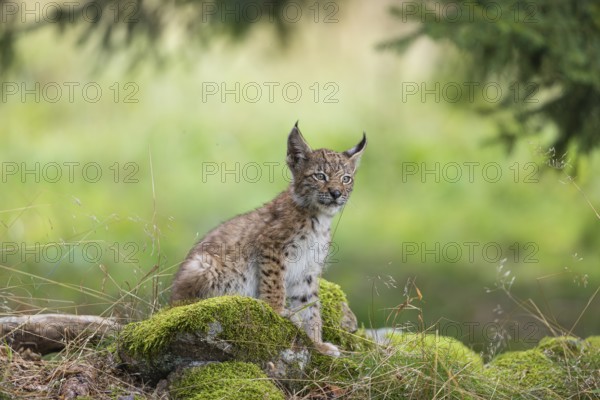 One young (10 weeks old) male Eurasian lynx, (Lynx lynx), sitting on mossy rocks at a forest edge