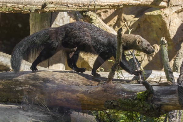 A Tayra (Eira barbara) runs on branches of a fallen tree