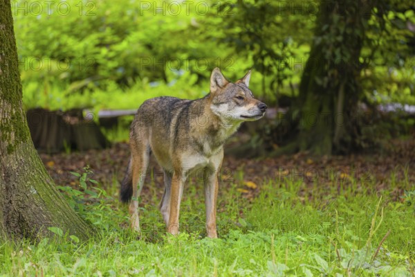 An adult male eurasian gray wolf (Canis lupus lupus) stands at the edge of the forest and watches something