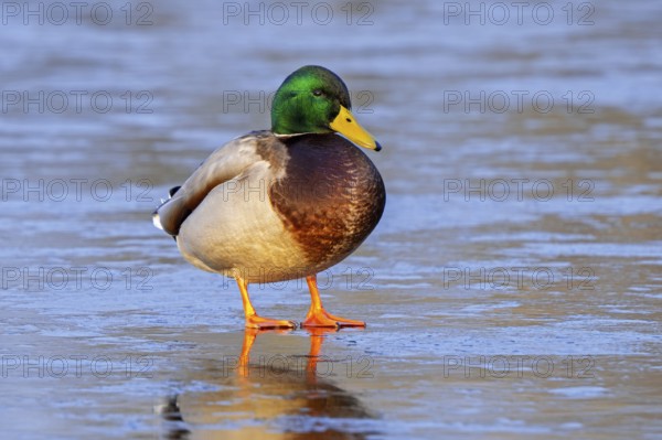 Mallard, wild duck (Anas platyrhynchos) male, drake resting on ice of frozen pond in winter
