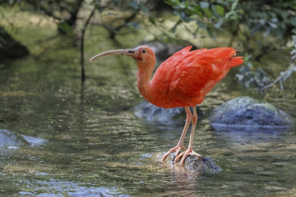 A scarlet ibis (Eudocimus ruber) stands on a stone lying in the shallow water of a riverbank and searches for food