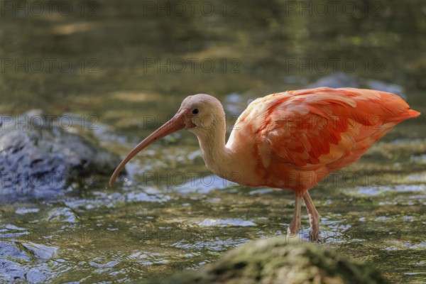 A scarlet ibis (Eudocimus ruber) stands in the shallow water of a riverbank and searches for food