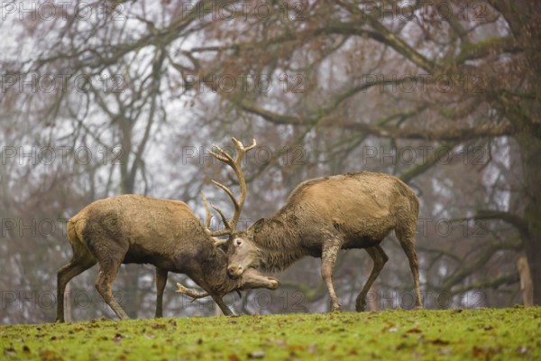 Two red deer (Cervus elaphus) stand in a meadow on a foggy day and playfully fight outside the rutting season