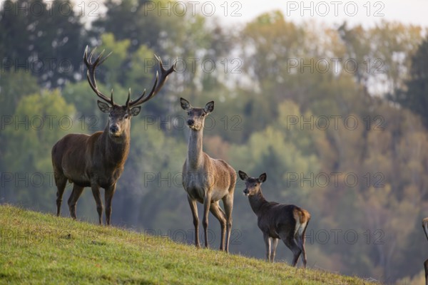 A red deer (Cervus elaphus) family of a stag, a hind and a calf stands in a meadow. A forest in fall foliage is in the background