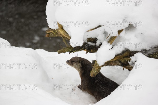 An adult otter (Lutra lutra) runs over snowy, hilly terrain