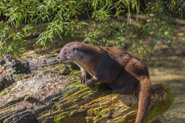 One Eurasian otter (Lutra lutra), rests on a log lying in the water
