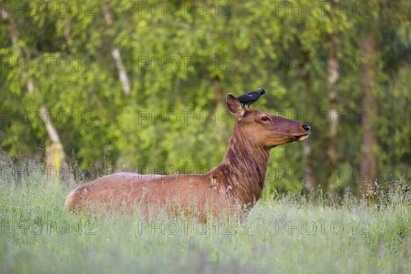 A female wapiti (Cervus canadensis) rests in a green meadow in the early morning. A western jackdaw (Coloeus monedula) stands on the head of the wapiti and pecks for insects