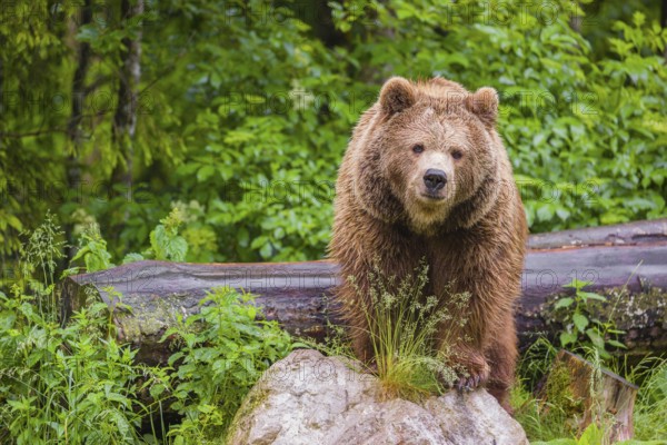 A female eurasian brown bear (Ursus arctos arctos) stands on a rock lying at a forest edge in early springtime on a rainy day