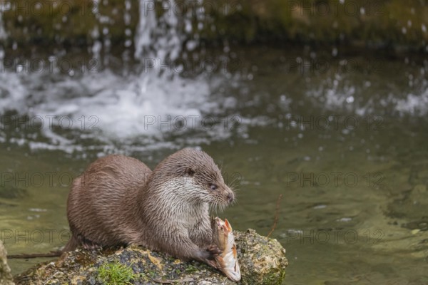 One Eurasian otter (Lutra lutra), sitting on a rock and feeding on a fisch. A little cascade in the background