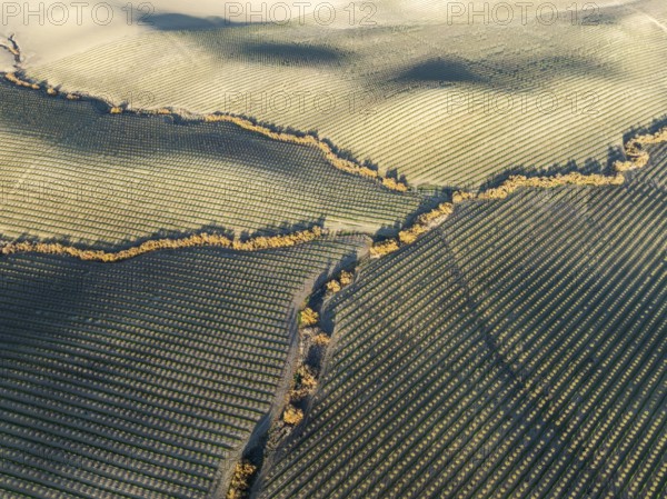 Cultivated almond trees (Prunus dulcis) and streams with riverine vegetation in the Campiña Cordobesa, the fertile rural area south of the town of Córdoba. Aerial view. Drone shot. Córdoba province, Andalusia, Spain, Europe