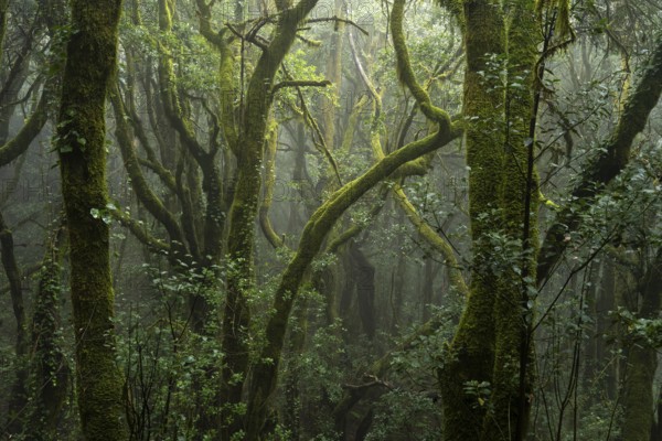 Laurel trees with mosses and lichens. Light fog. Garajonay National Park, La Gomera, Canary Islands, Spain, Europe