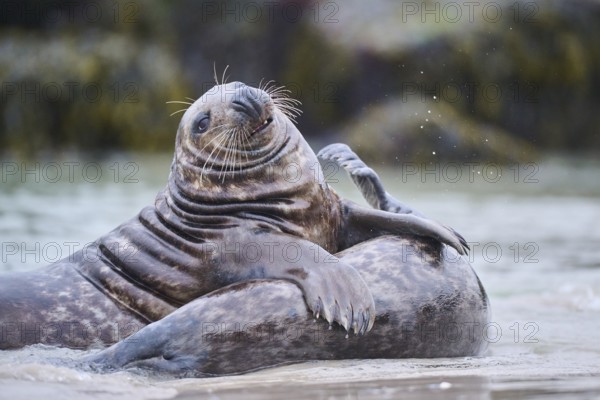 Grey seal (Halichoerus grypus) playing with each other in the water, sea, Düne, Helgoland, Schleswig-Holstein, Germany, Europe