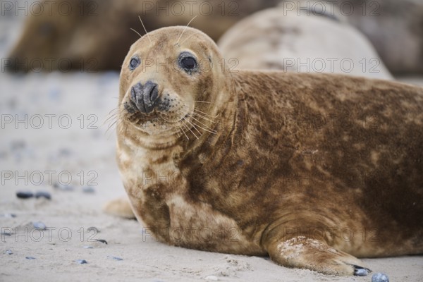 Grey seal (Halichoerus grypus), portrait, on the beach, Düne, Helgoland, Schleswig-Holstein, Germany, Europe