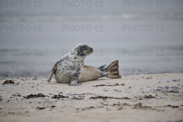 Grey seal (Halichoerus grypus) lying on the beach, Düne, Helgoland, Schleswig-Holstein, Germany, Europe
