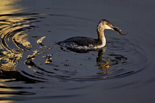 Slavonian grebe (Podiceps auritus), adult, in a white plumage, winter plumage, swimming with a fish in its beak, Lake Zug, Switzerland, Europe