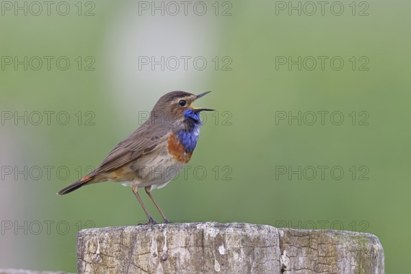 Bluethroat (Luscinia svecica cyanecula), male, singing on a pasture fence post, wildlife, Lembruch, Ochsen Moor, Dümmer nature park Park, Lower Saxony, Germany, Europe