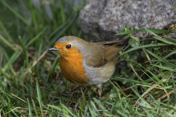 A robin (Erithacus rubecula) foraging in the grass near a stone in a natural environment, Baden-Württemberg, Germany, Europe