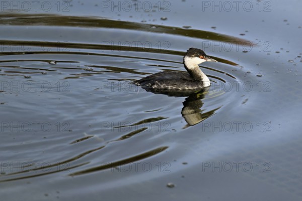 Slavonian Grebe (Podiceps auritus), adult, in adult plumage, winter plumage, swimming in Lake Zug, Switzerland, Europe