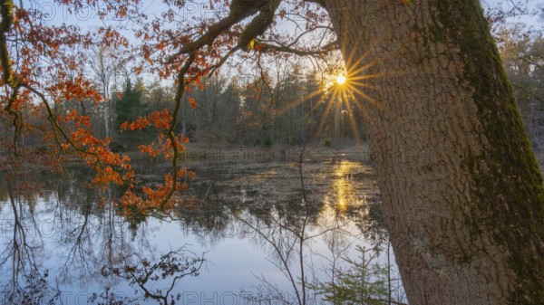 View past an oak tree to a pond in the primeval forest of the Wildeshauser Geest, Emstek, Oldenburg, Lower Saxony, Germany, Europe