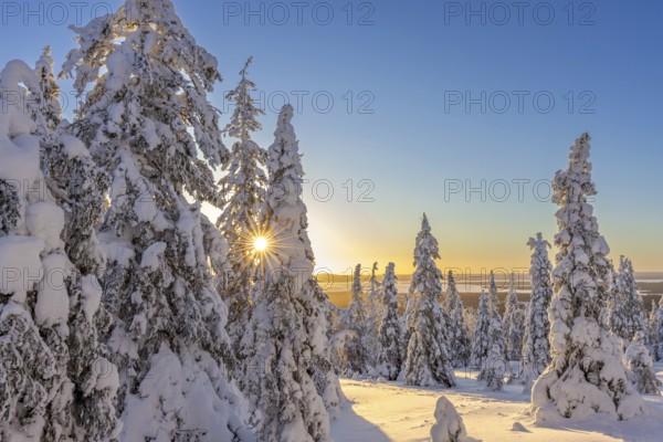 Tykky forest, snow covered spruce trees on the taiga at sunrise in winter, Riisitunturi National Park, Finnish Lapland, Posio, Koillismaa, Finland, Europe