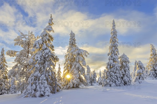Tykky forest, snow covered spruce trees on the taiga at sunrise in winter, Riisitunturi National Park, Finnish Lapland, Posio, Koillismaa, Finland, Europe