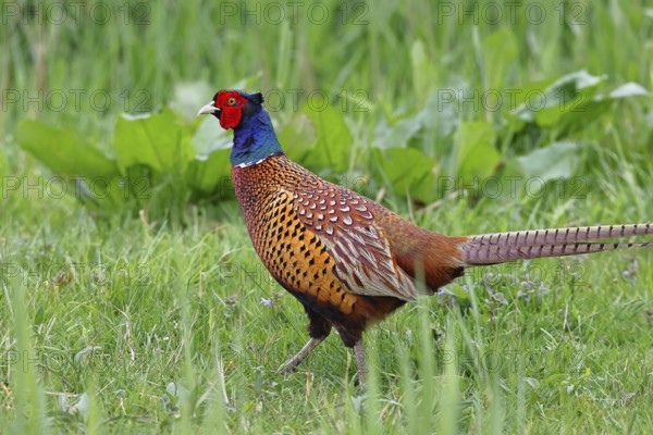 Pheasant, hunting pheasant (Phasianus colchicus), adult male bird in a meadow, wildlife, Lembruch, Ochsen Moor, Dümmer nature park Park, Lower Saxony, Germany, Europe