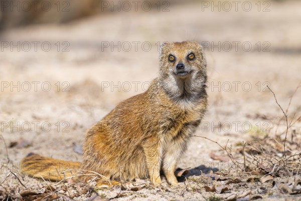 Yellow mongoose (Cynictis penicillata), in the dessert on a sunny day, captive