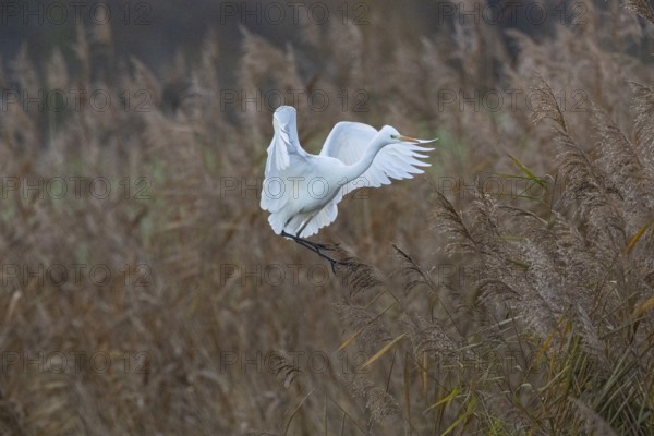 Great White Egret (Egretta alba) Germany
