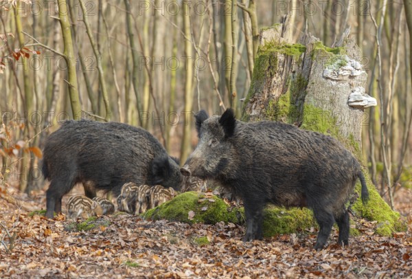 Wild boar, wild boar (Sus scrofa) two bucks and young boar looking for food in the forest, Germany, Europe