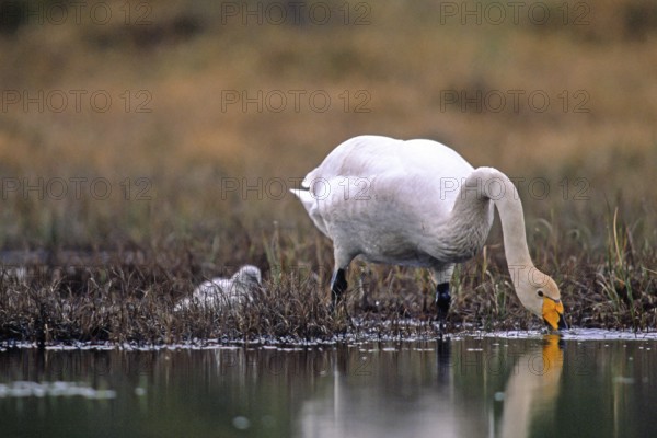Whooper swan. Cygnus cygnus. Whooper swan drinking at a pond with a cygnet close by. Kuusamo area. Finland
