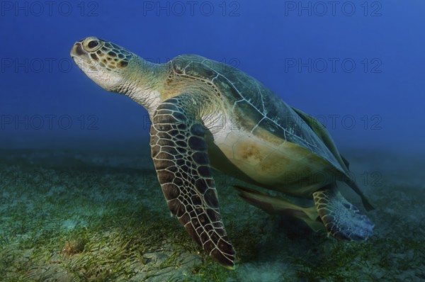Underwater photo Large specimen of green turtle (Chelonia mydas) Green turtle swimming over seagrass meadow (Cymodocea serrulata, Red Sea, Abu Dabab, Marsa Alam, Egypt, Africa