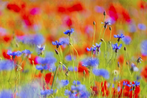 Cornflowers (Centaurea cyanus) in bloom among poppies, Saxon Switzerland, Saxony, Germany, Europe