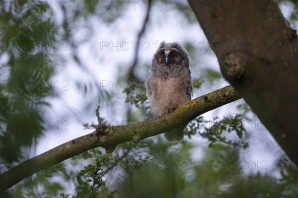 Long-eared owl (Asio otus), young bird, nest fledgling, Bottrop, Ruhr area, North Rhine-Westphalia, Germany, Europe
