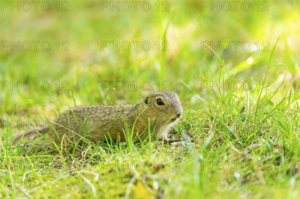 European ground squirrel (Spermophilus citellus) on a meadwo, Bavaria, Germany, Europe