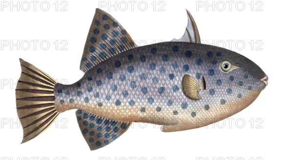 Fish, Fishes, Balistes maculatus, White-spotted Triggerfish, Rough Triggerfish, The long File-Fish, Historical, digitally restored reproduction from a 19th century original, Record date not stated