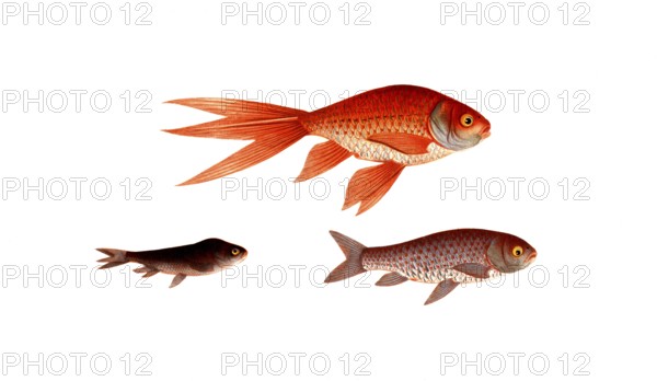 Fish, Fish, Genus of carp fish, Cyprinus auratus var., Gold carp, Gold fish, Historical, digitally restored reproduction from a 19th century original, Record date not stated
