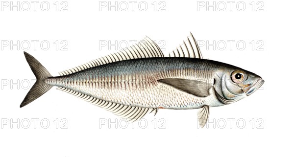 Fish, Fish, Somber trachurus, Trachurus trachurus, Bastard mackerel, Atlantic horse mackerel, Historical, digitally restored reproduction from a 19th century original, Record date not stated