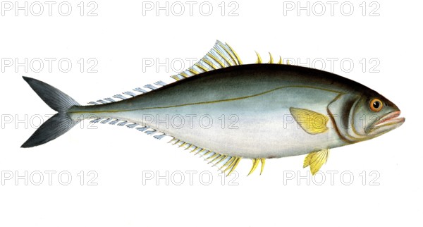 Fish, Fish, Group of perch relatives, Scomber saliens, the Jumper, Historic, digitally restored reproduction from a 19th century original, Record date not stated