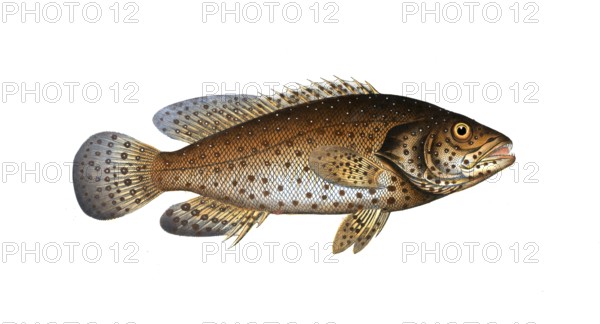 Fish, Fishes, Wrasse family, Bodianus guttatus, the Jacob Evertsen, The Jenfish, Historical, digitally restored reproduction from a 19th century original, Record date not stated