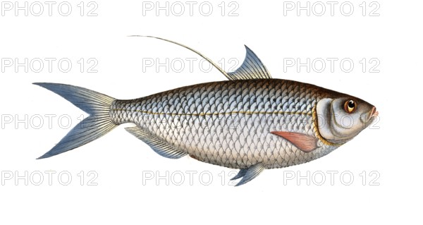 Fish, Fish, Fish genus Herring, Clupea thrissa, Bristle fin, Sprat, Chinese gizzard shad, Historical, digitally restored reproduction from a 19th century model, Record date not stated