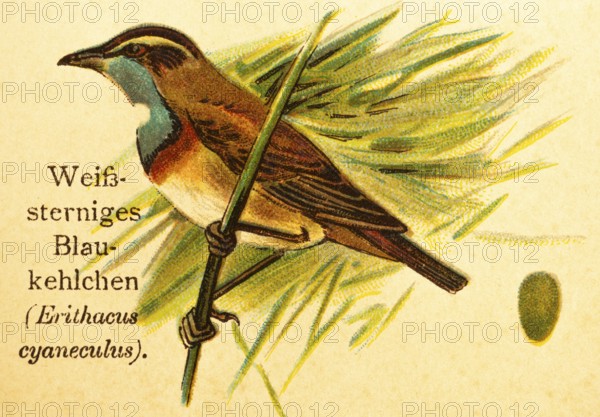 White-starred bluethroat (Erithacus Cyaneculus) songbird, twig, egg, historical illustration, World of Birds 1890